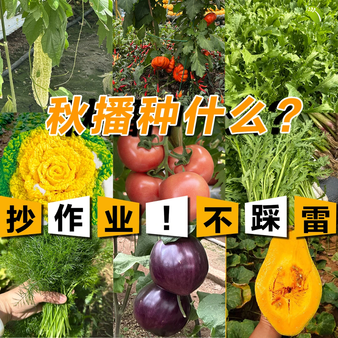 秋播菜种大全蔬菜种子四季可播蔬菜种子大全含萝卜豆角等品种