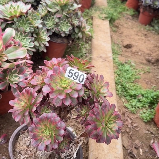 无花朵荷兰锦590号不包断枝有砍过