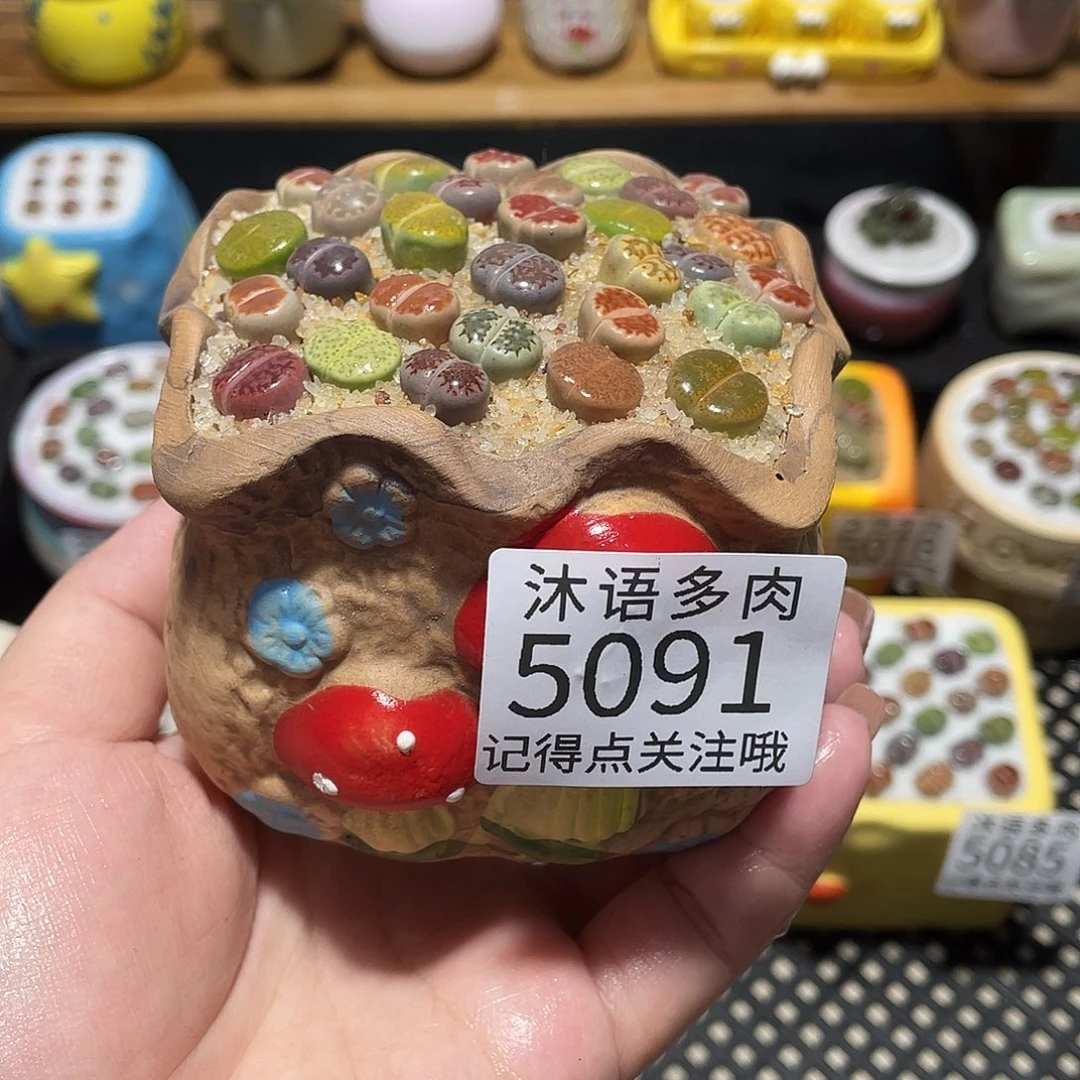 肖***阳带盆土植物 一物一拍5091