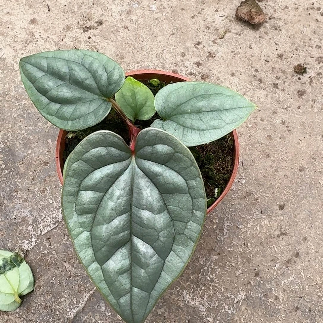 温***过完全开放奢华小苗Y27