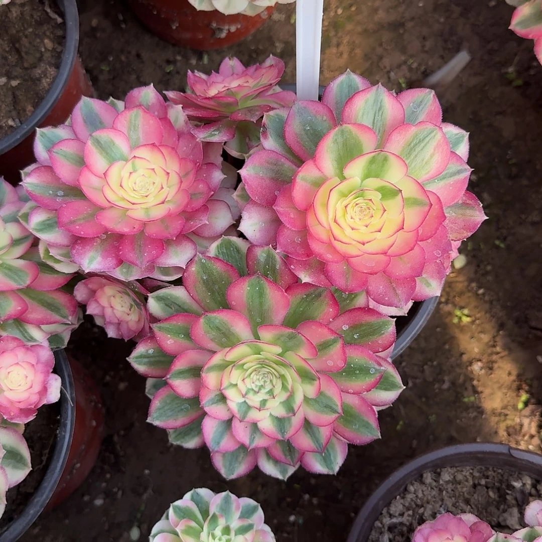 4545倾城多肉法师多肉