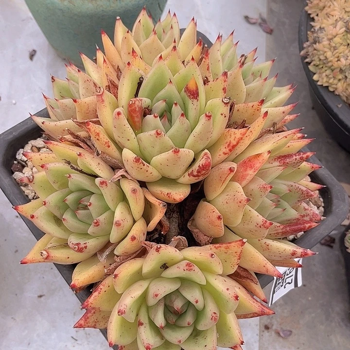 东云杂2761多肉植物