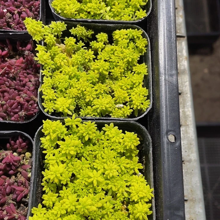 黄金草带盆土发货