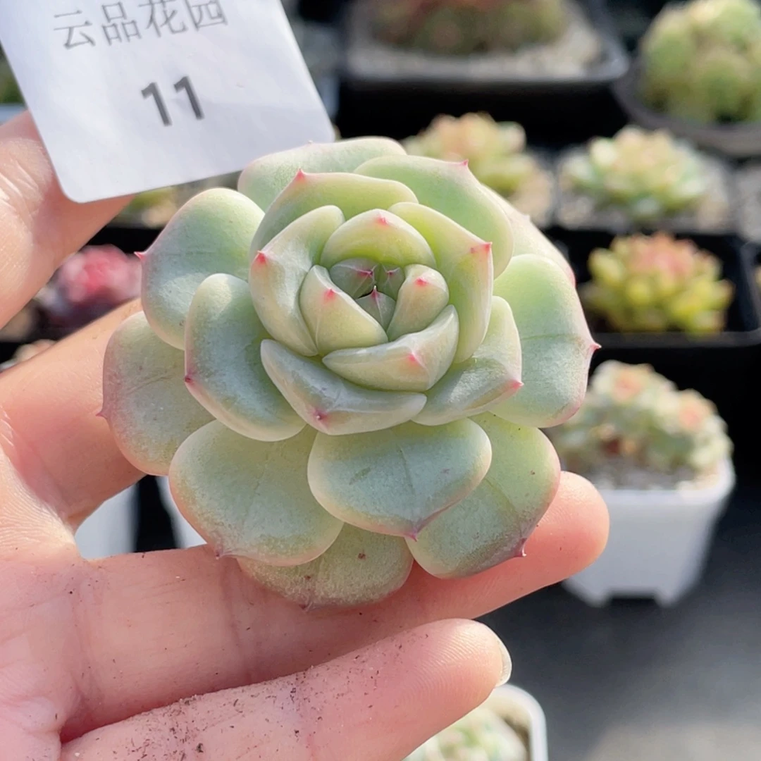 .***~11号糖心冰心珍妮