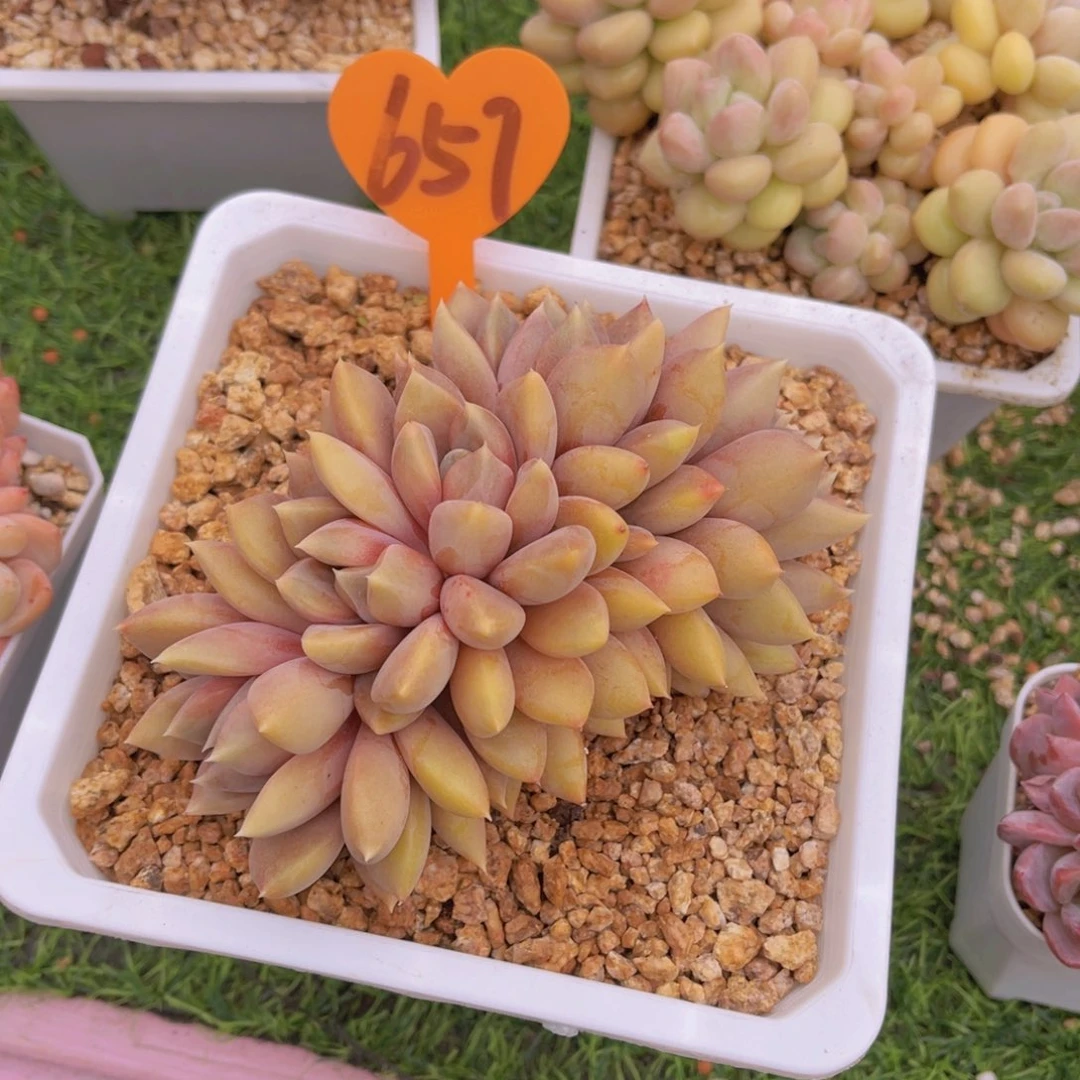 ❤️****657号多肉植物一物一拍