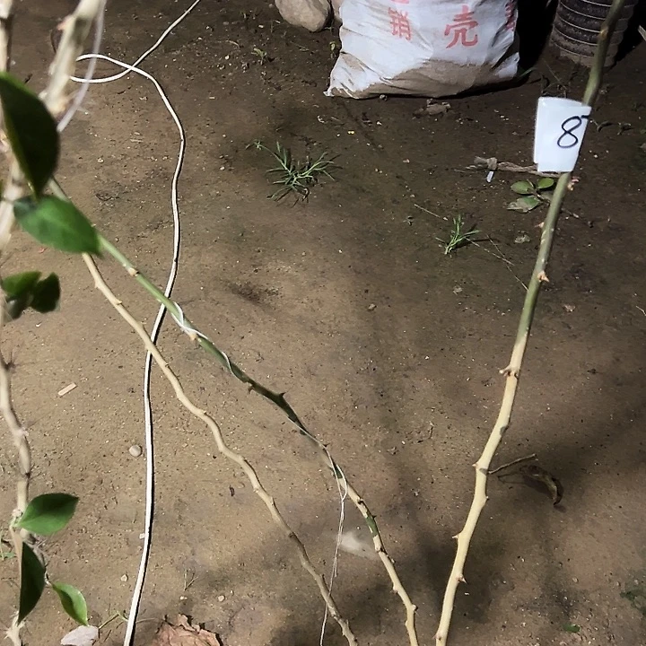 玫***水1.5米直杆叶仙三颗编号87