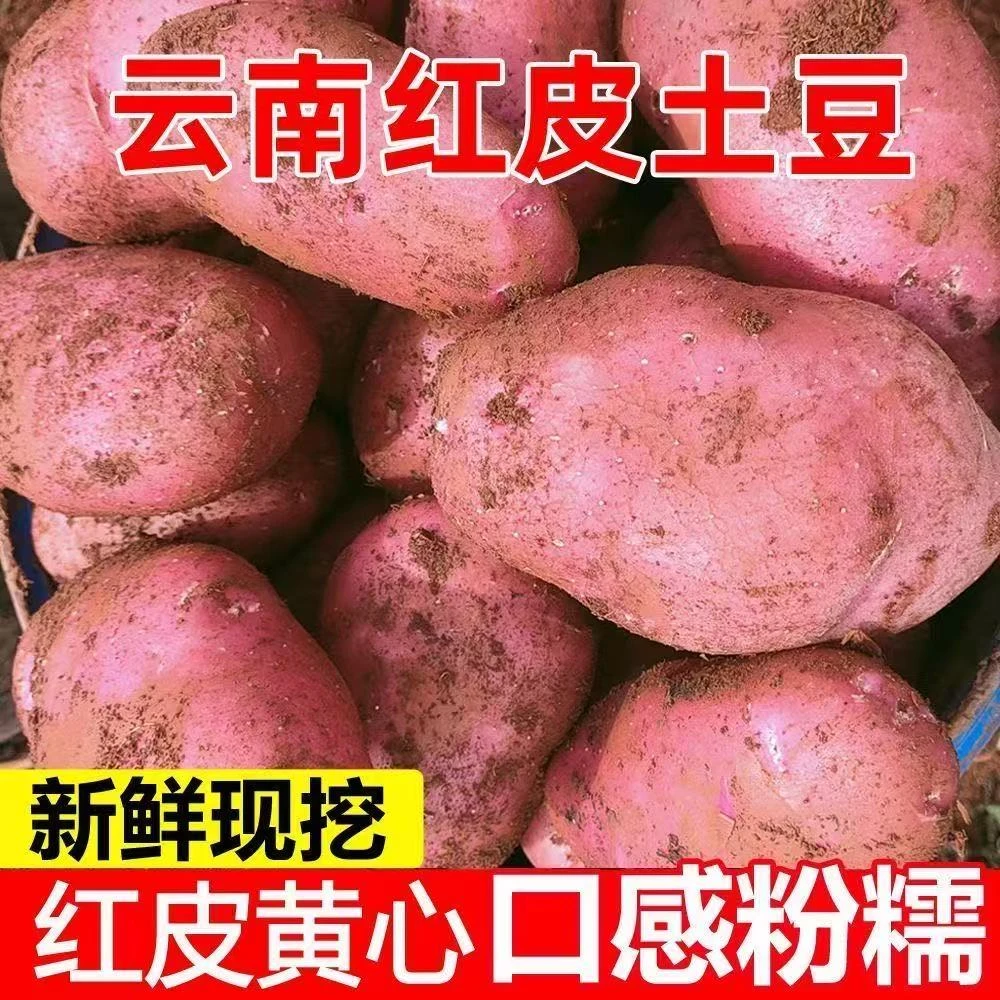 云南红皮土豆老品种黄心洋芋新鲜蔬菜农家现挖马铃薯5斤