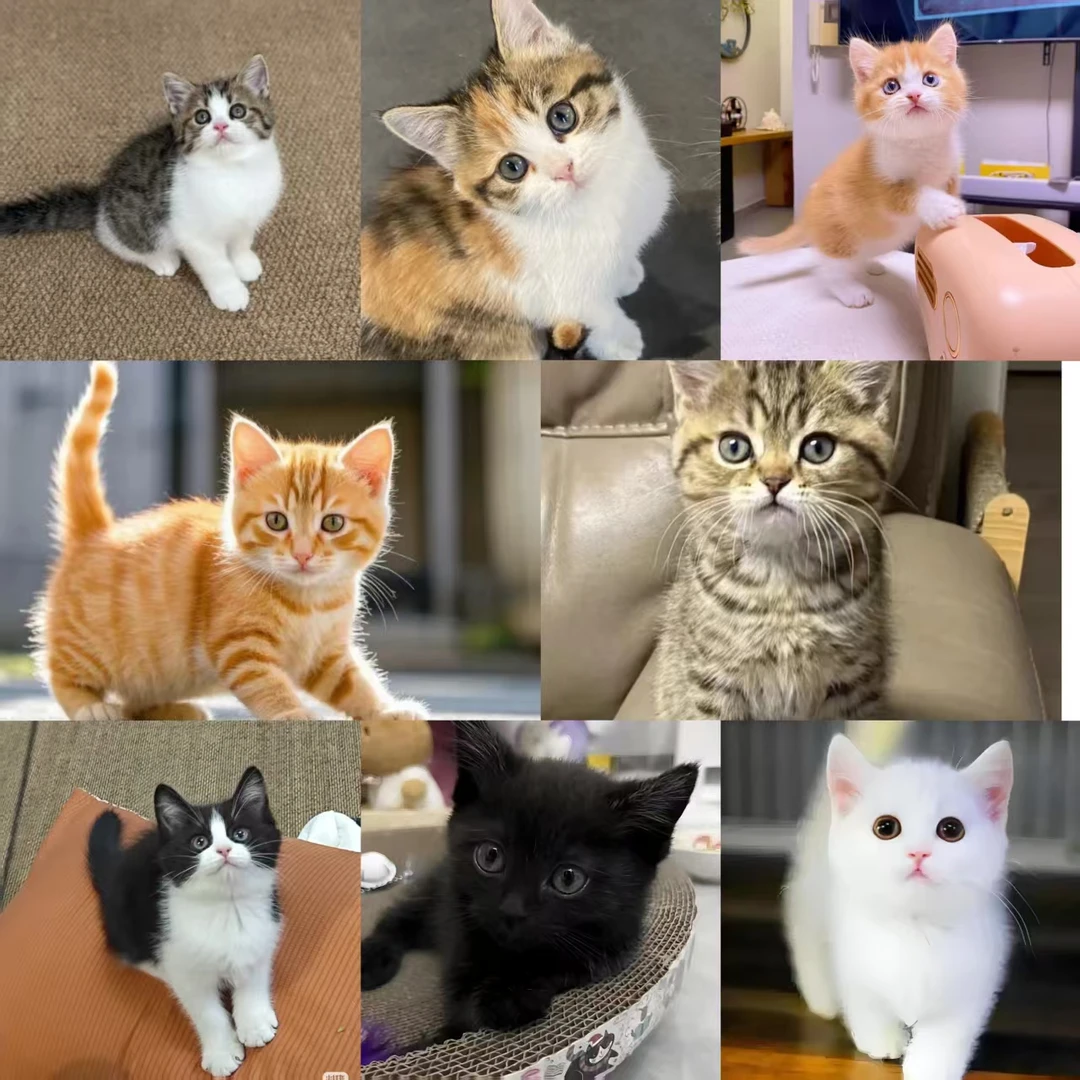 猫咪活物活体直播间挑选专属链接