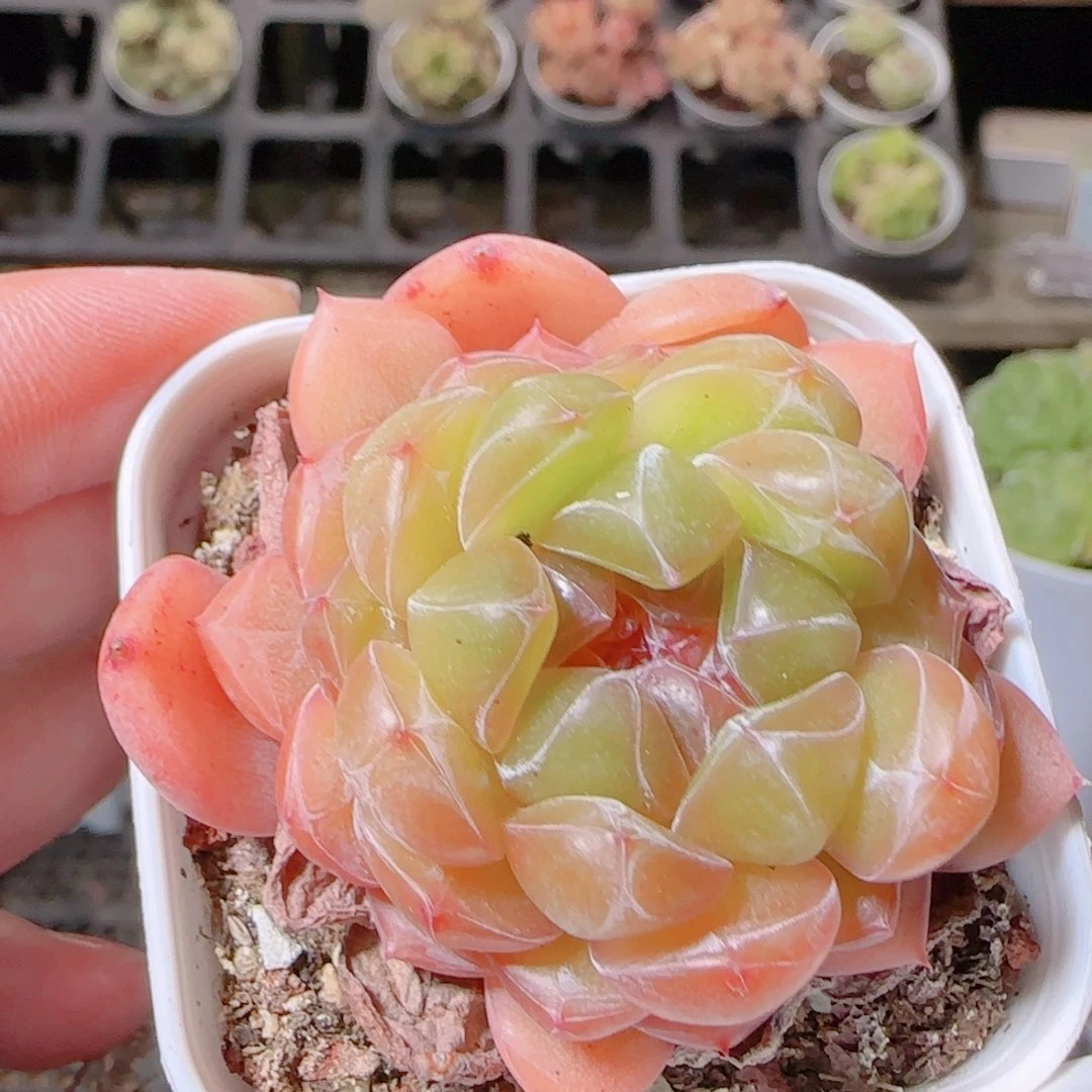 花语逸镜1105-480无尽灯