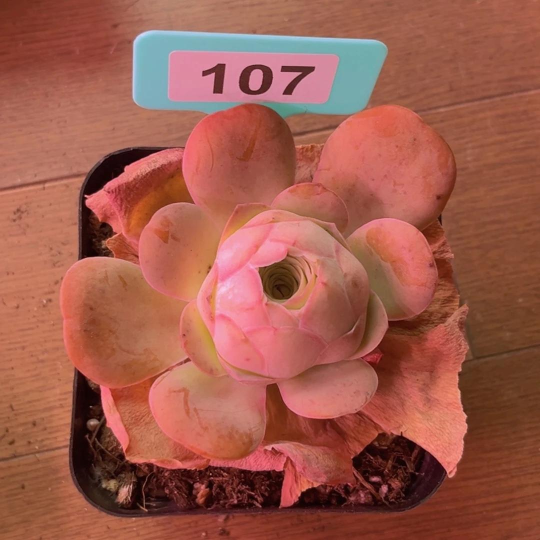 帕美玫瑰一物一拍107
