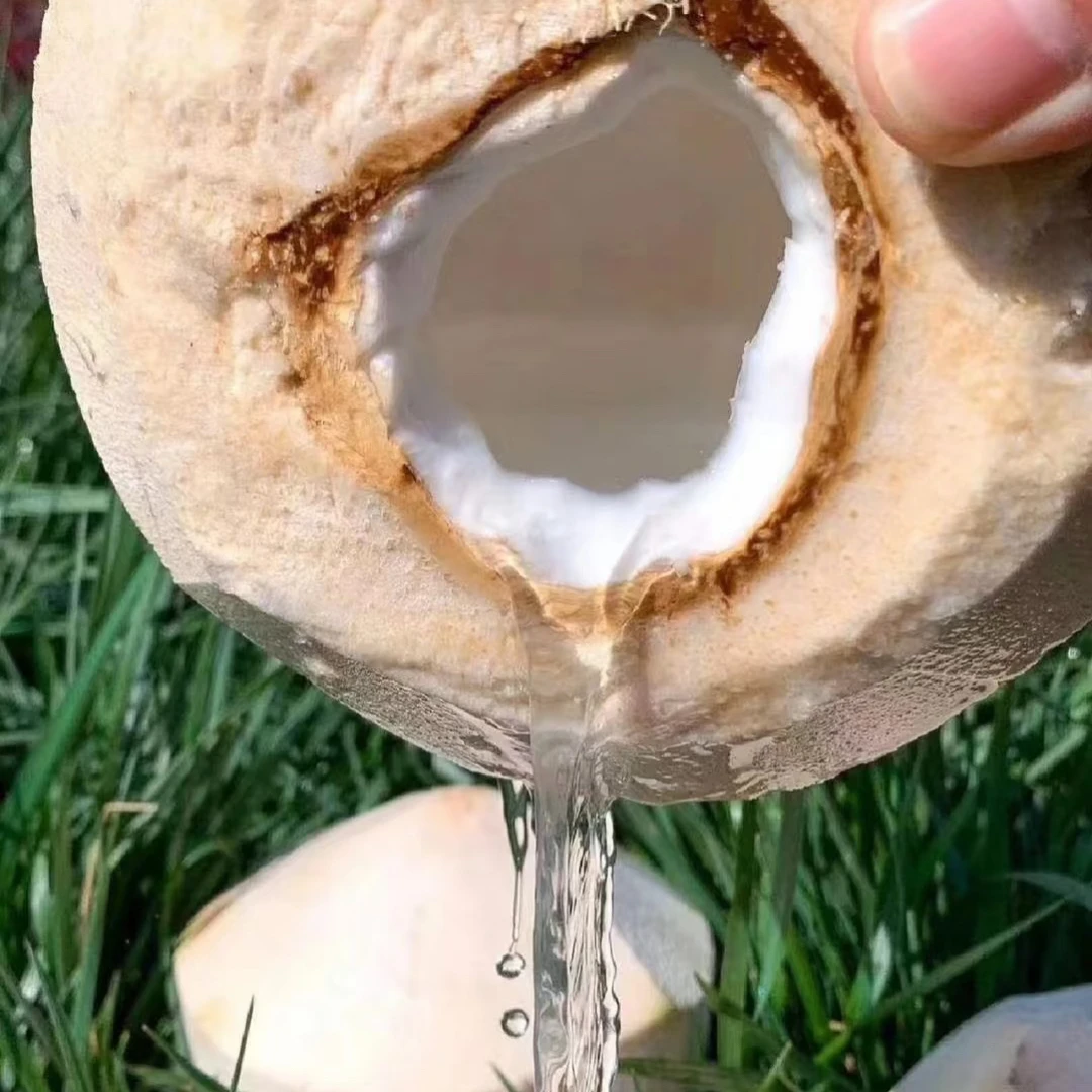 【整果】coco鲜椰青