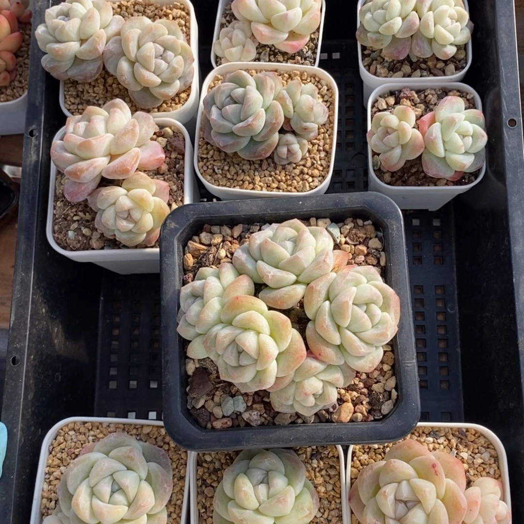 嫋*24东篱下多肉植物盆栽