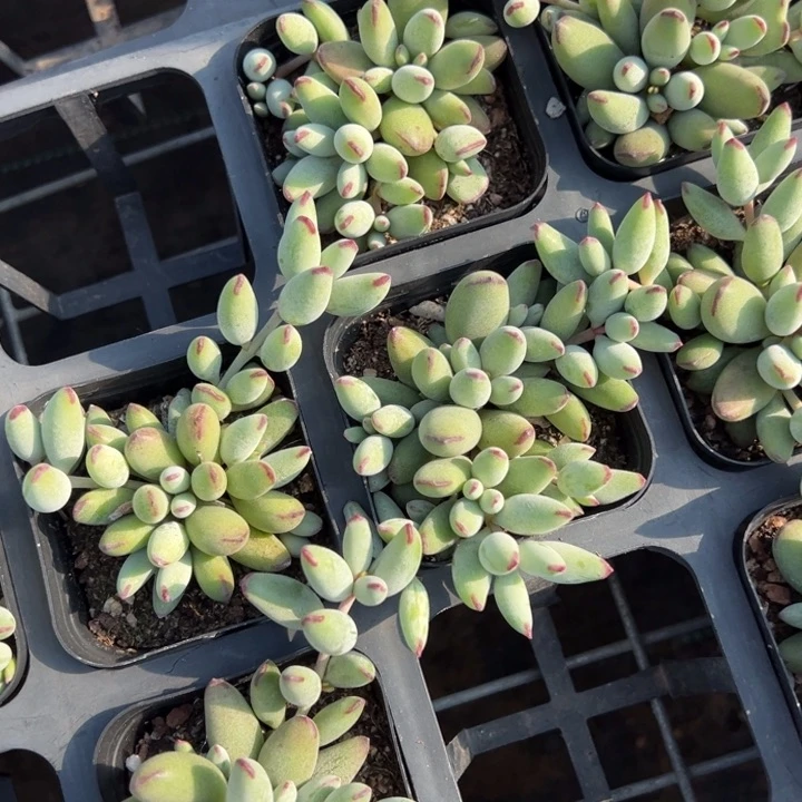 精灵豆一颗量拍多肉满20包邮初7发