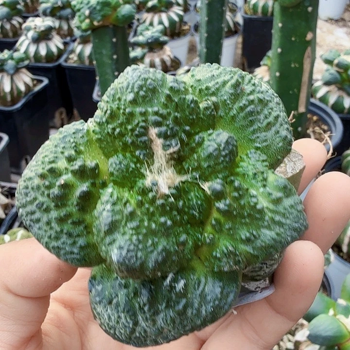 无花朵062老款大尤哥斯拉东1