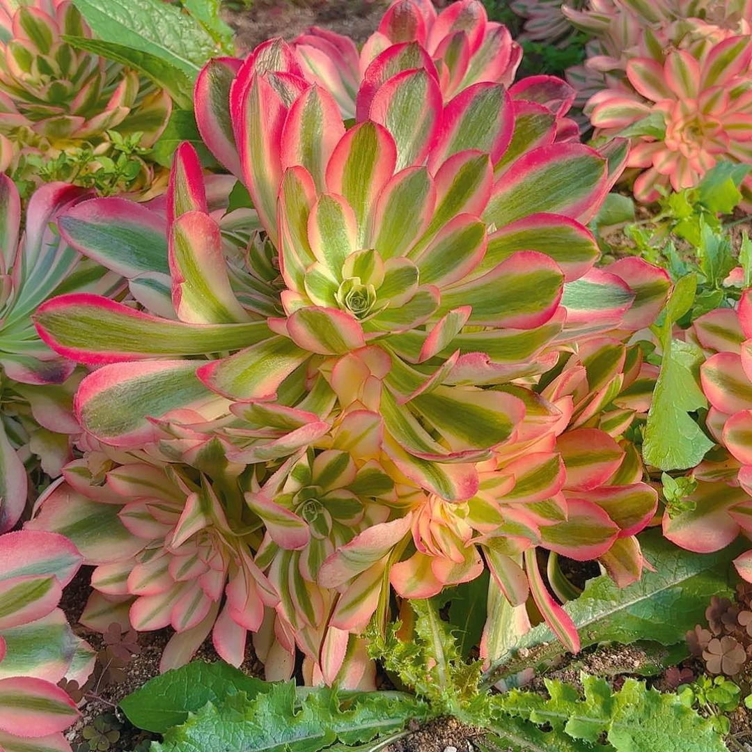 女巫手捧多肉植物