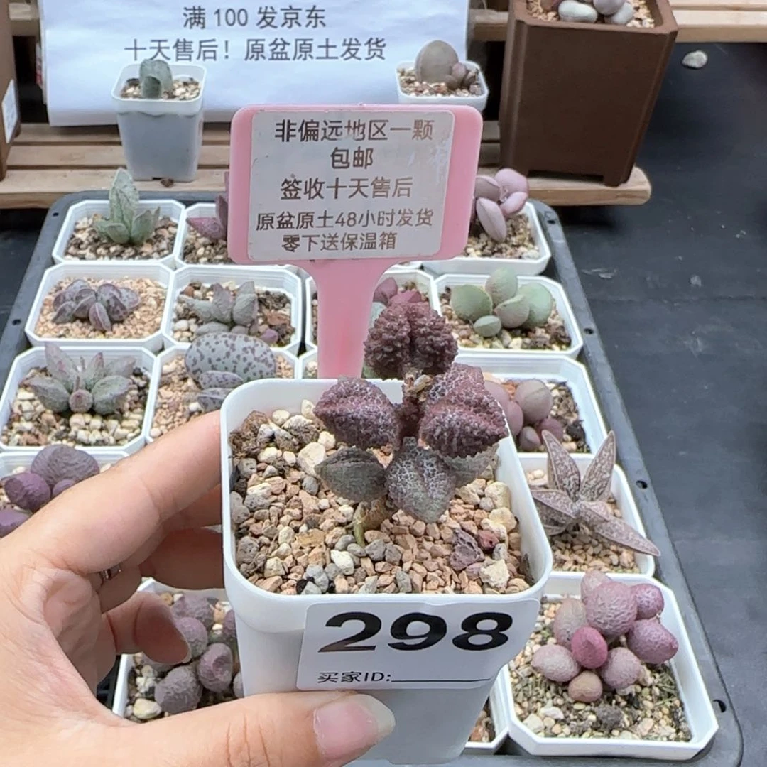 298荔枝皮多肉植物