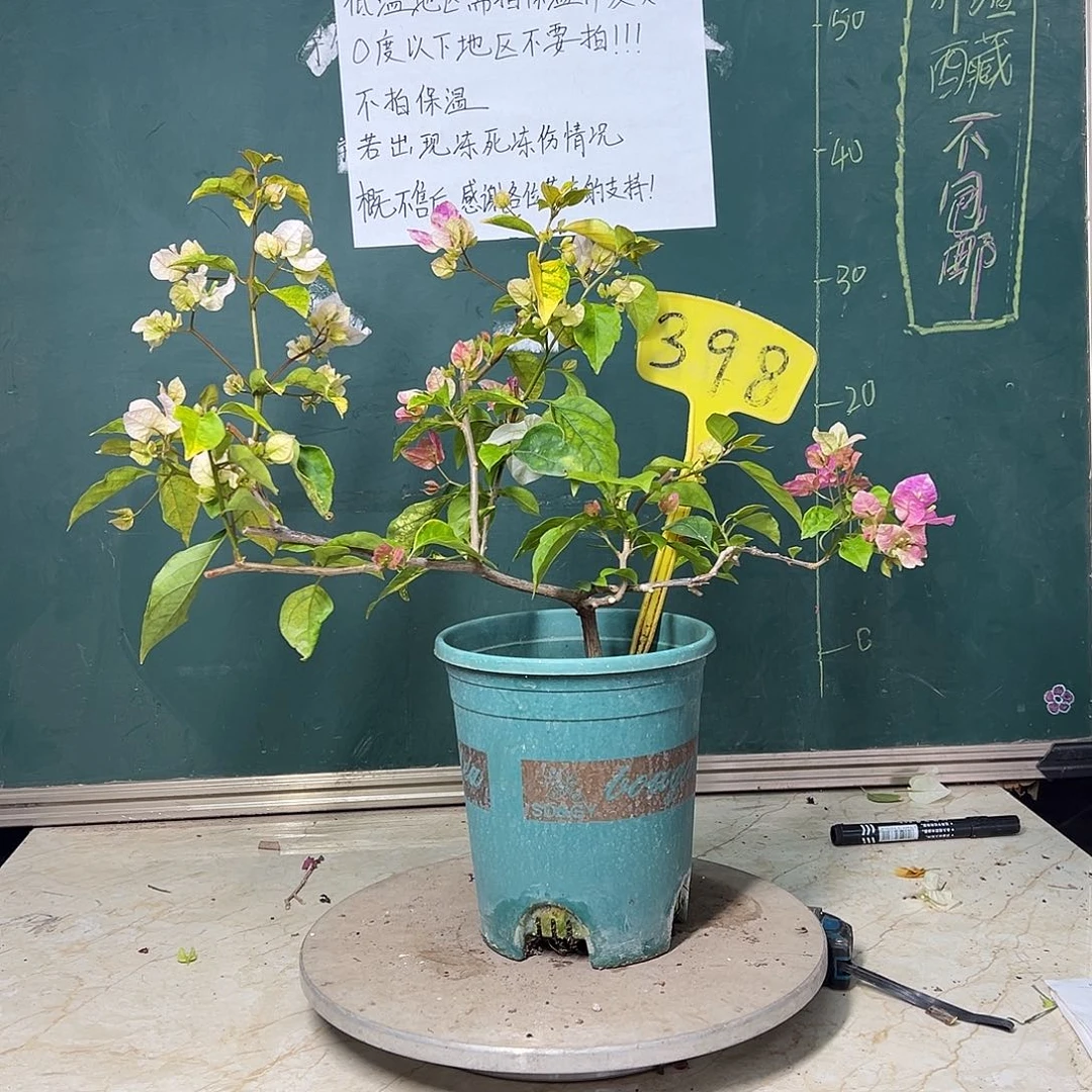 完全开放斑红樱 398 一加仑盆