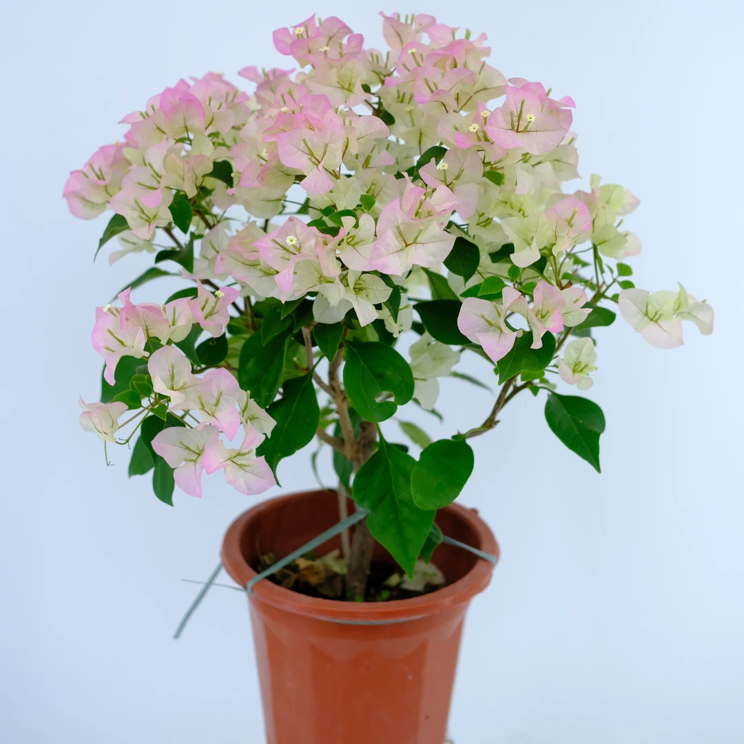 绿樱三角梅盆栽爬藤植物四季开花观赏绿植带花发货