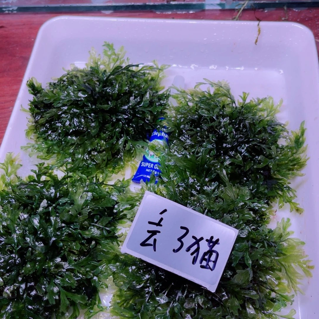 丢***肉美小呆比矮种黑木蕨