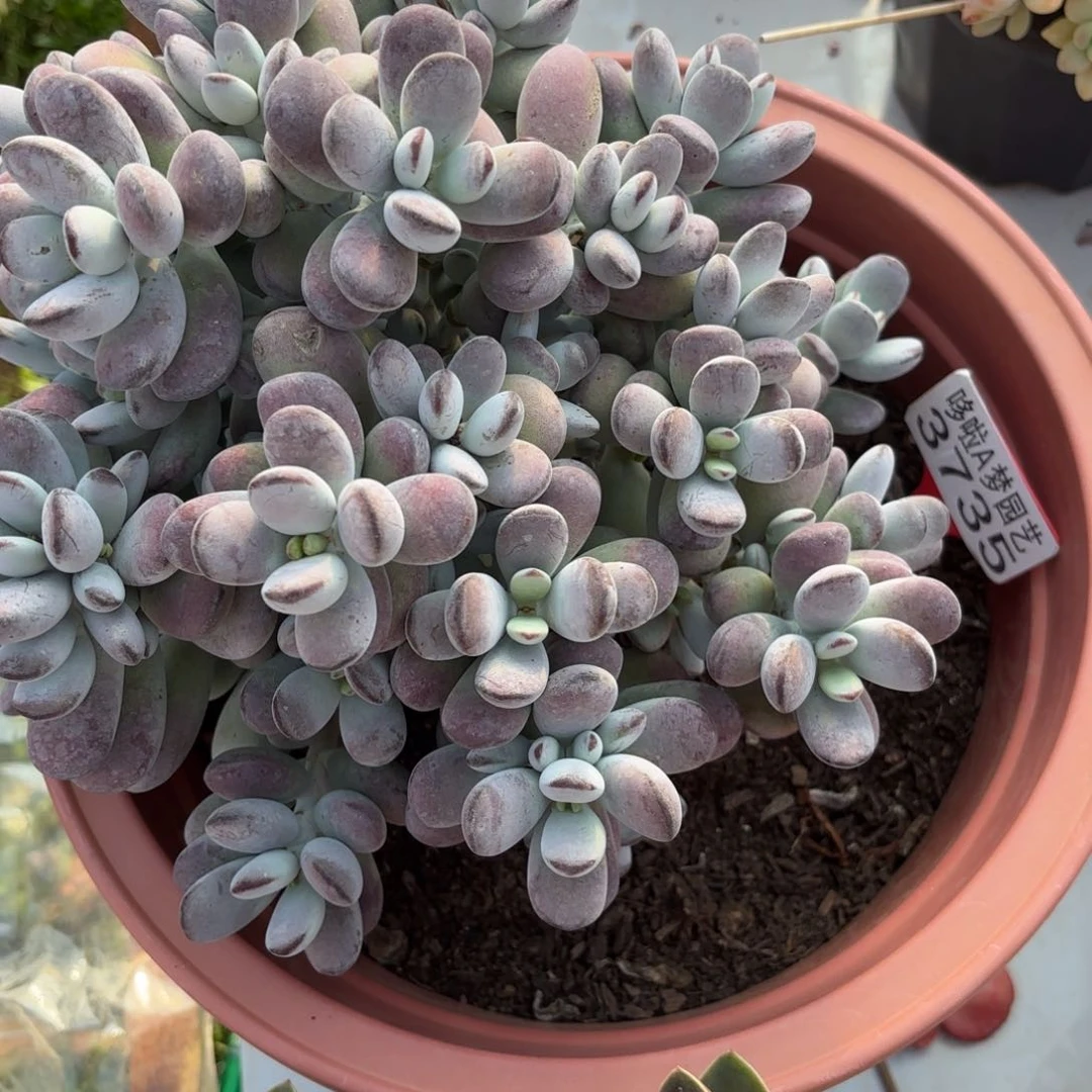 7️⃣****开开心心每一天3735