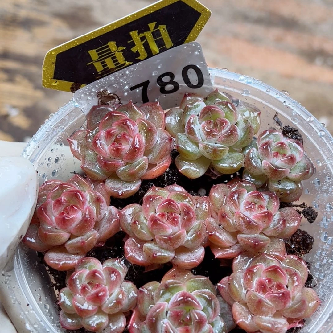 多肉植物多肉植物