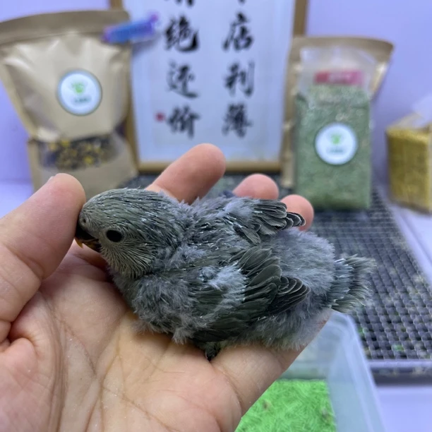 牡丹鹦鹉-精品墨绿金顶母F60793