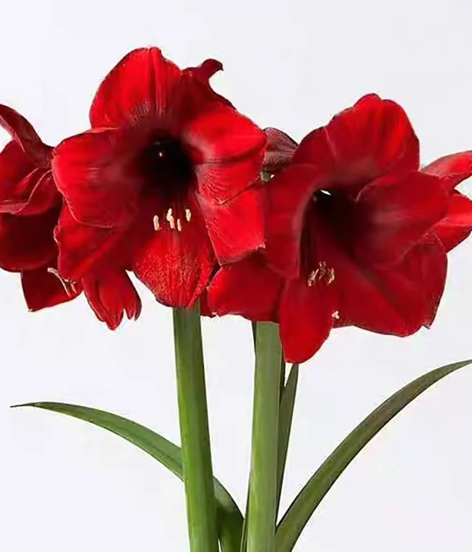 （小花匠花坊）奥拉夫～单瓣，秘鲁进口朱顶红种球