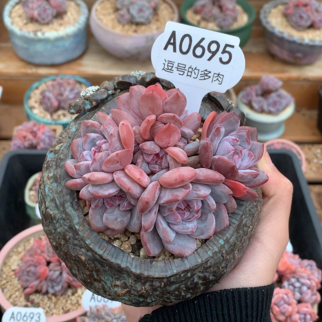 A0695 紫皮星影群 有砍 10cm