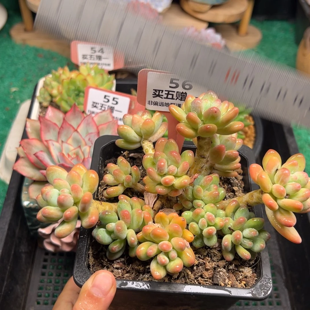 表妹精品多肉植物56