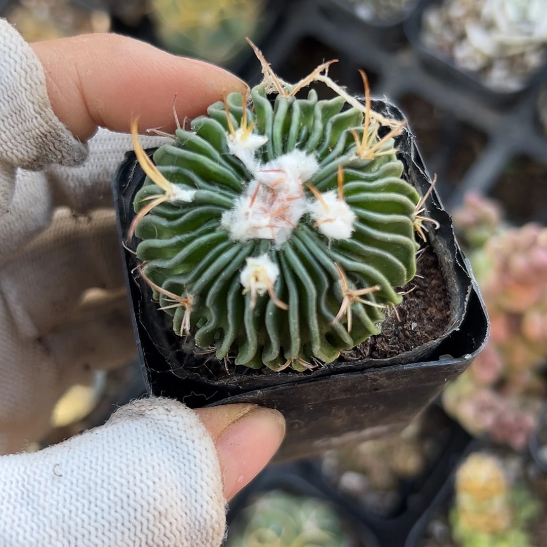 多多哟哟哟哟哟哟哟哟多肉仙人球多肉植物仙人掌