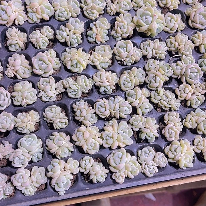 冰玉群精品多肉植物