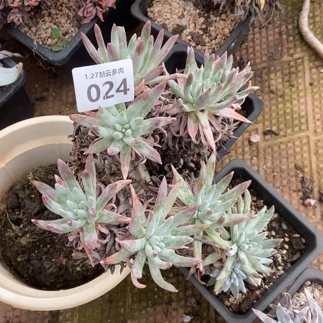 024多肉植物啦啦啦