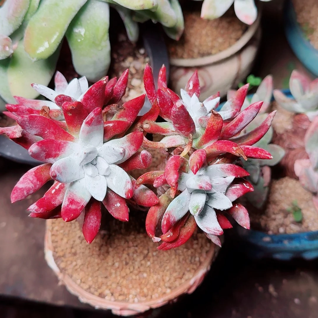 8498初霜苹果叶多肉