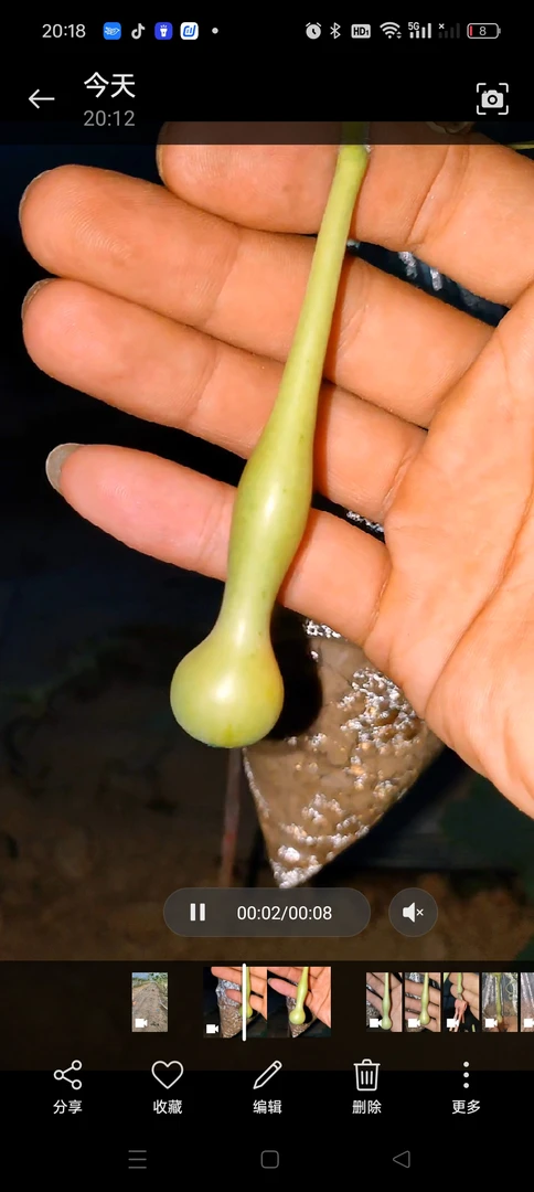 文玩青皮葫芦随机发不保成无售后（直播间专用）