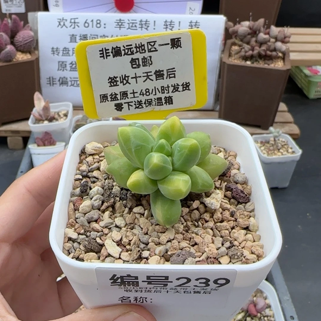 239千代田之松锦多肉
