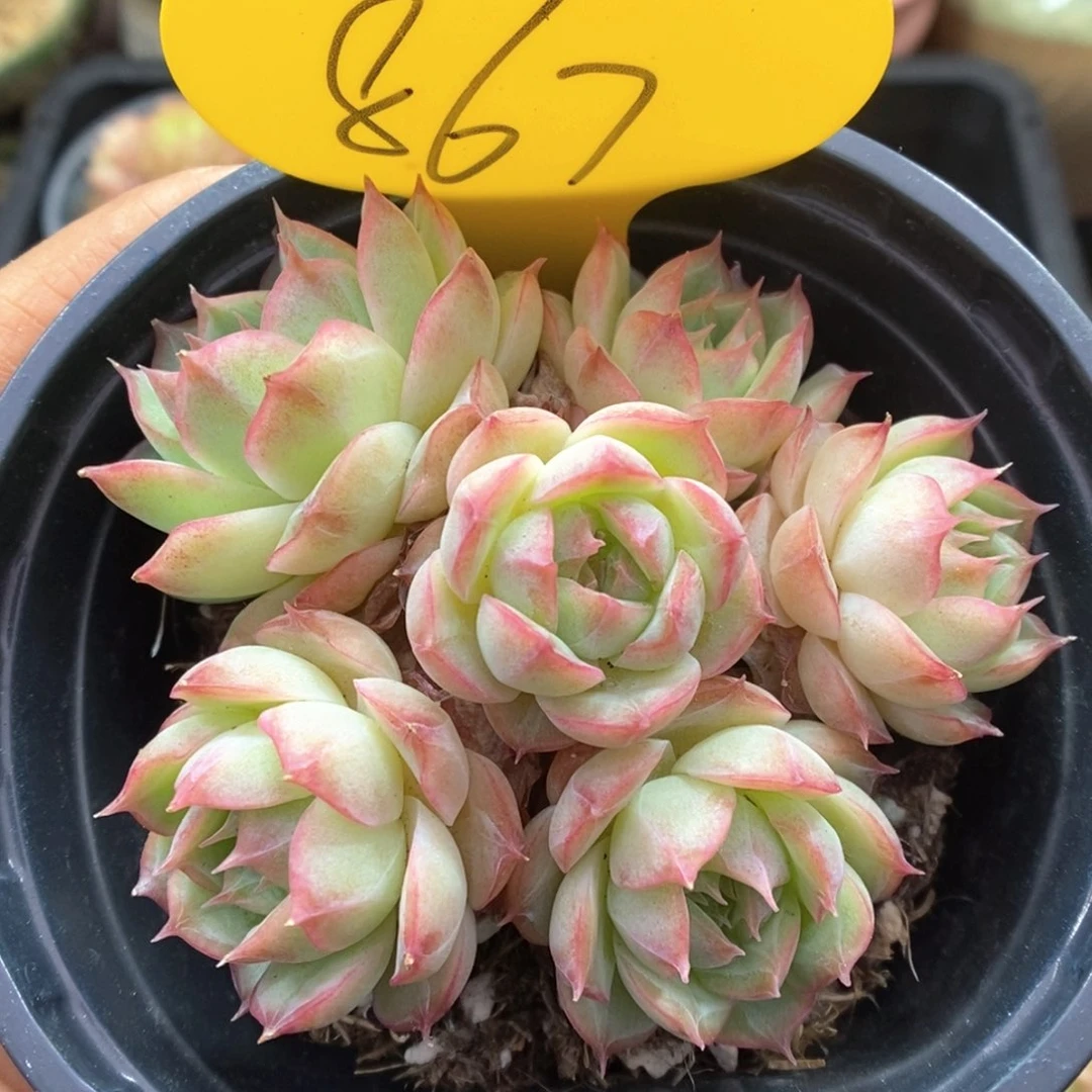 蔷薇珍妮群生867号。