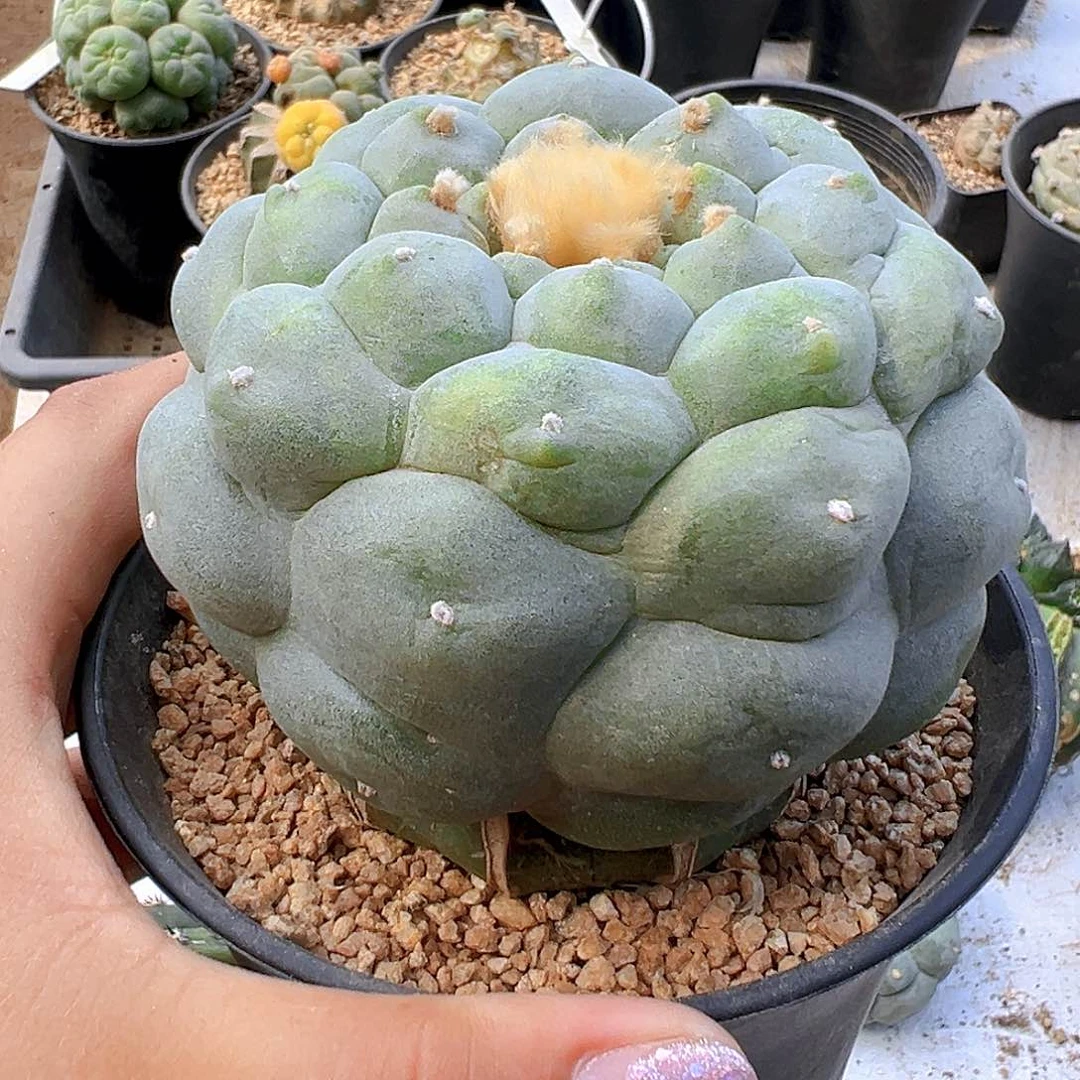 用***1苗接海鲜，尺寸9厘米