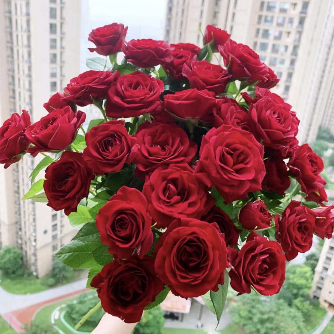 【红新娘月季】—1加仑盆月季红色盆栽阳台庭院四季修剪趣味抗病性强