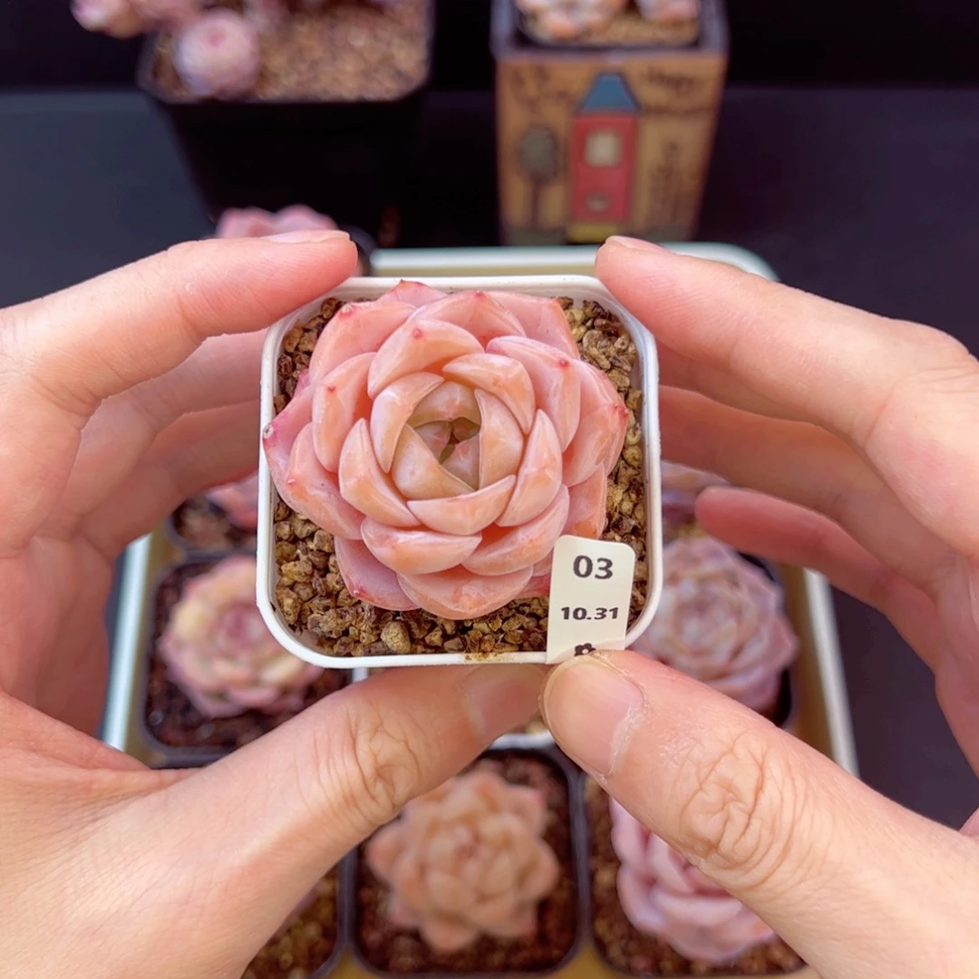 魄中魄03、哈哈哈哈哈