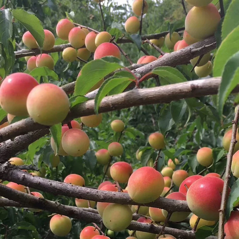 新鲜胭脂红梅酵素梅青梅鲜果云南高原南高梅红梅泡梅子酒现摘水果