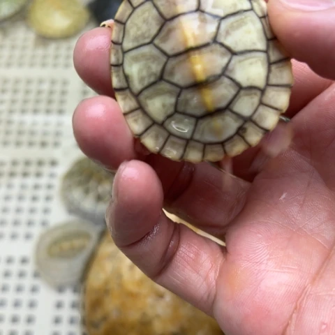 绿毛龟不分公母88888888