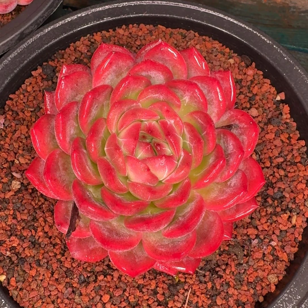 从前慢多肉精选编号1116-275