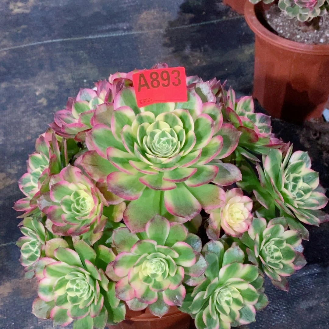 海仙893多肉111111