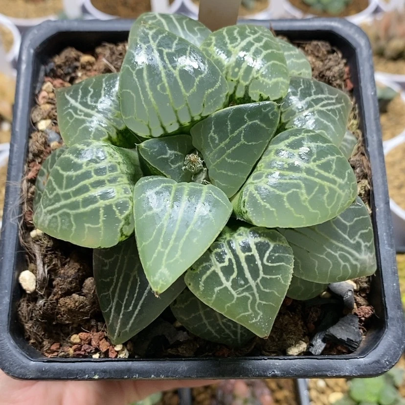 【闪购商品】53变异水晶101母本