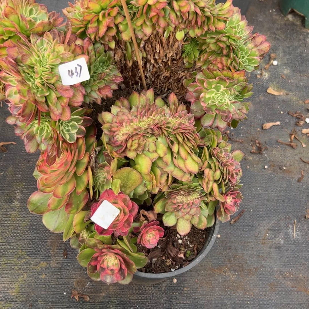 物***主436 437记忆嘻嘻海王缀多肉多肉副肉