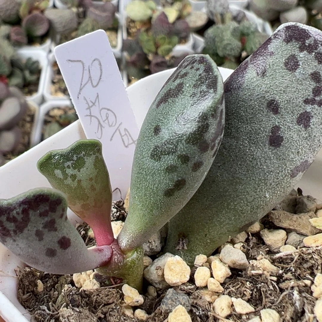 w猫耳海豹多肉植物水泡