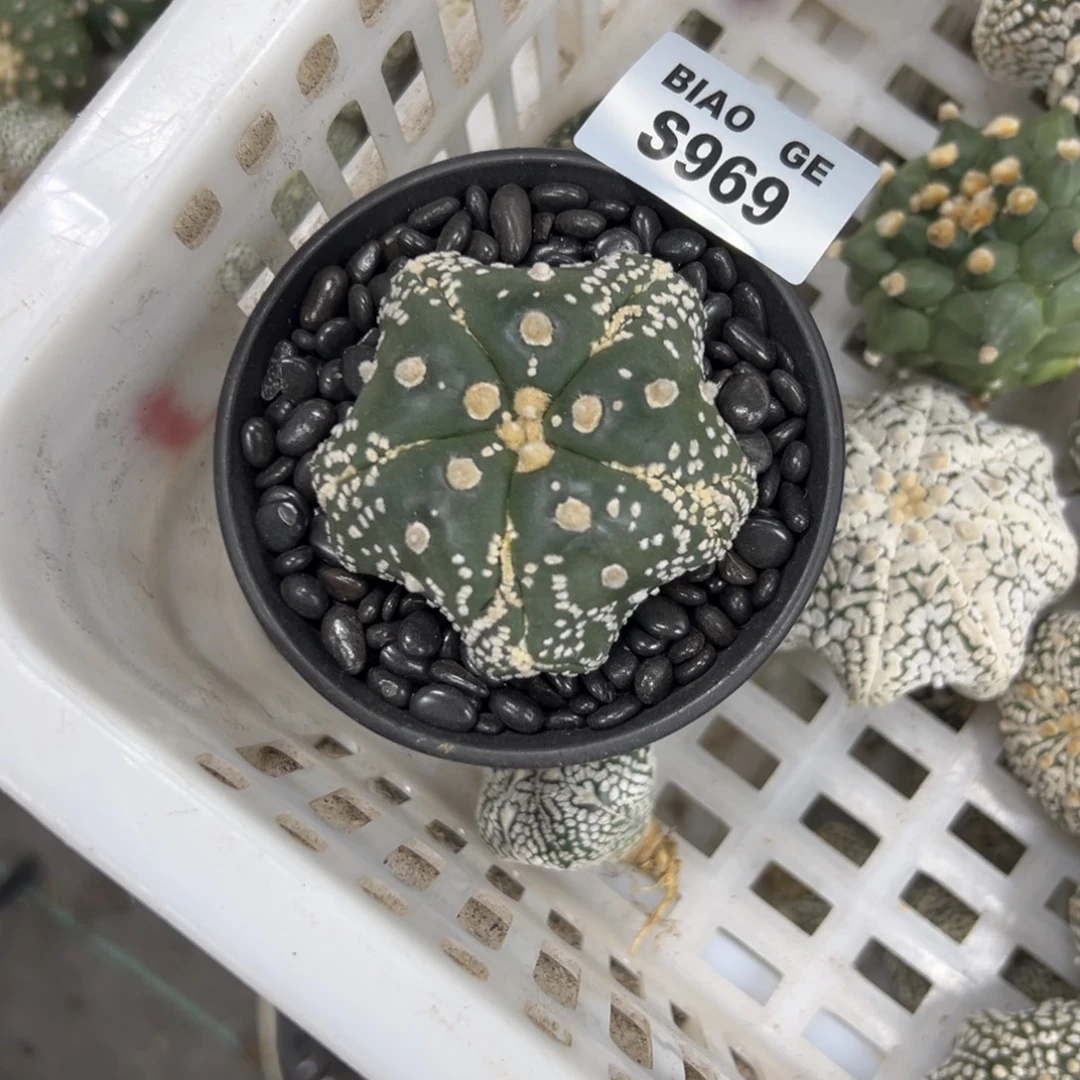 S969号兜仙人球多肉