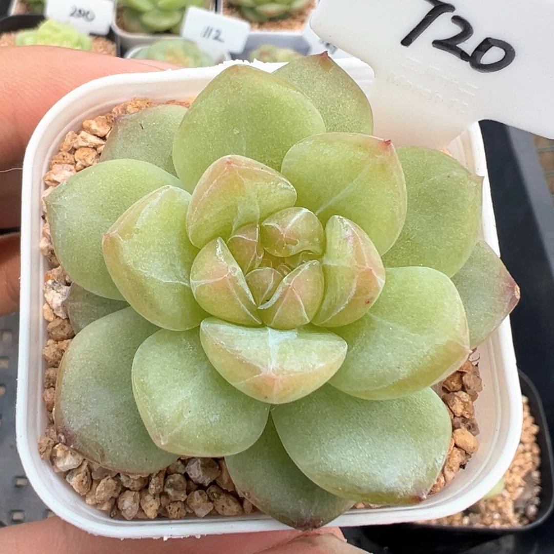 720号风花雪月系列