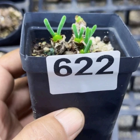 622小兔子一物一图如图
