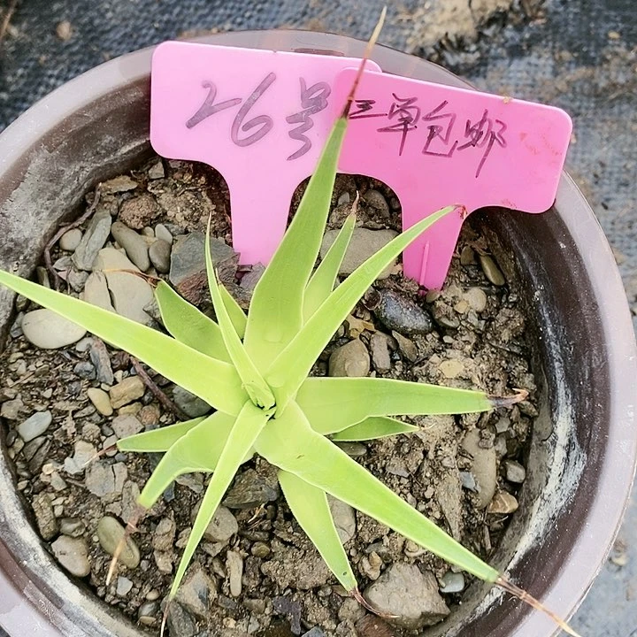 【闪购商品】无花朵龙舌兰章鱼